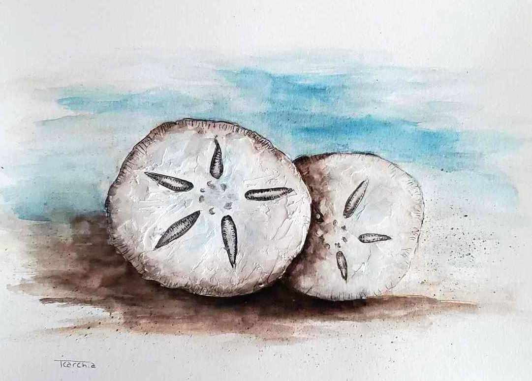 Sand dollars