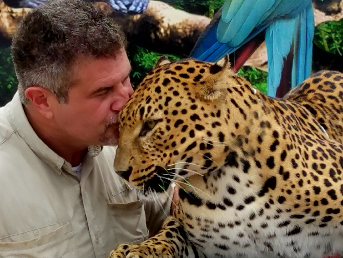 Cheetah with Kemmerer