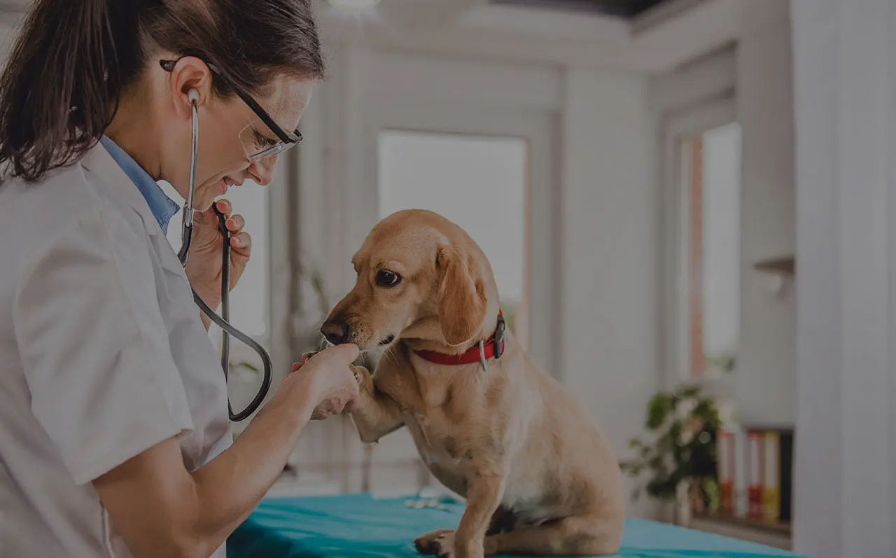Veterinary