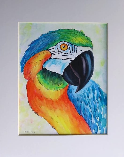 macaw image