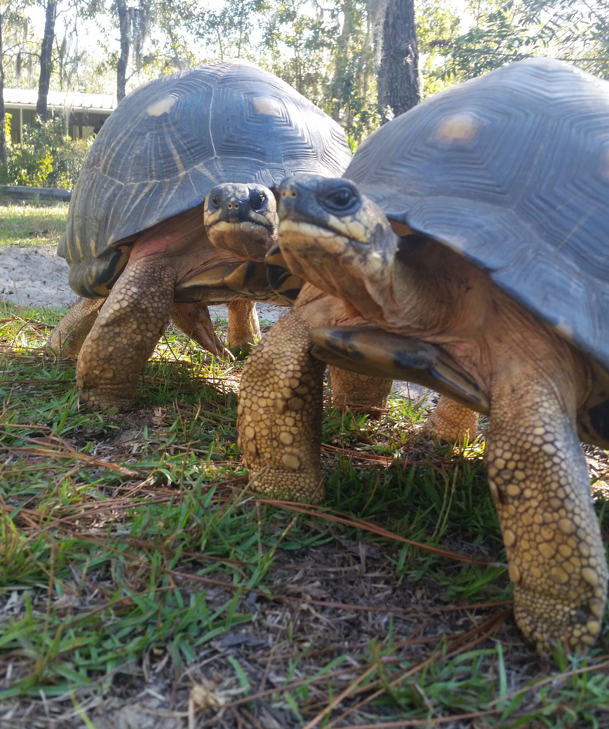 Ashton Preserve tortoises