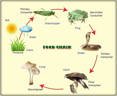 food chain graphic image